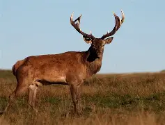 九游在线登录 -风云突变密尔沃基雄鹿赛后内部沟通；欧联版图或变；目标明确；临场指挥获称赞的简单介绍